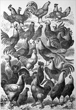 different breeds of chickens in an illustration from 1880