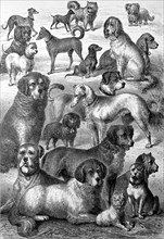 different breeds of dogs in an illustration from 1880