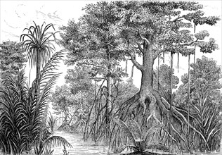 Mangrove tree