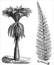 Dicksonia is a genus of tree ferns in the order Cyatheales