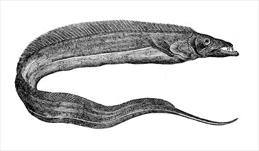 silver scabbardfish