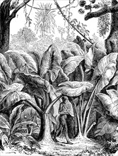Colocasia gigantea