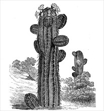 Euphorbia officinarum