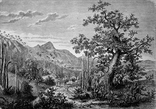 Landscape with cacti on the south coast of Cuba