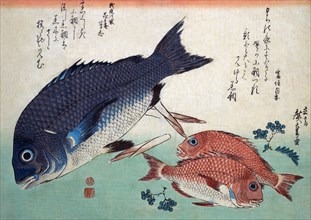 Kurodai and Kodai Fish