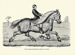 The Norman-Percheron Horse in Action
