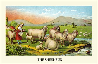 The Sheep Run