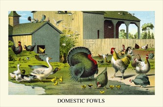 Domestic Fowls