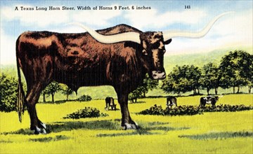 A Texas Long Horn Steer