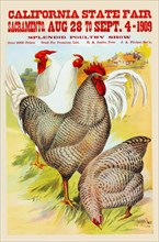 California State Fair, Sacramento, Aug. 28 to Sept. 4 - 1909, splendid poultry show