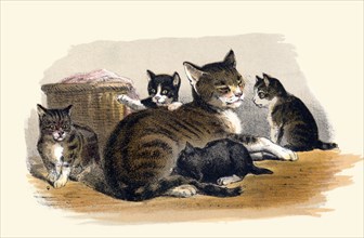 Prang's Cat and Kittens