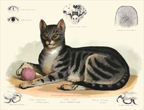 The cat - Felis domesticus