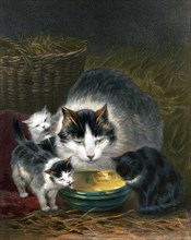 Cat and kittens