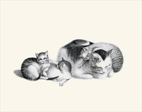 Sleeping Cat and Kittens