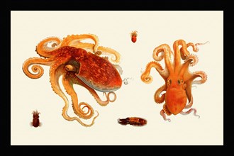 Octopodai