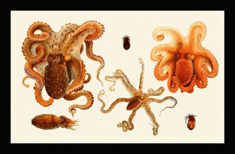 Octopodai & Sepiola Rondeletii