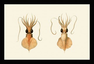Mastigoteuthis Cordiform
