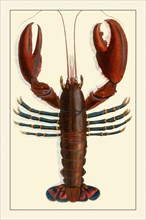 Naturalist Illustration of a Lobster