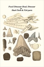Fossil Dinosaur Head, Dinosaur or Shark Teeth & Fish parts
