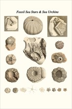 Fossil Sea Stars & Sea Urchins