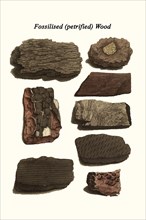 Fossilized (petrified) Wood