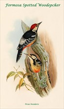 Formosa Spotted Woodpecker