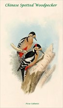 Chinese Spotted Woodpecker