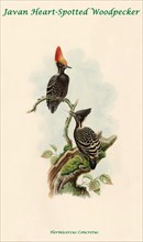Javan Heart-Spotted Woodpecker
