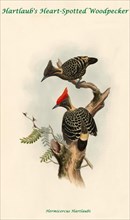 Hartland's Heart-Spotted Woodpecker