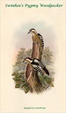 Swinhoe's Pygmy Woodpecker