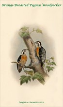 Orange-Breasted Pygmy Woodpecker