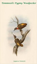 Temmnick's Pygmy Woodpecker