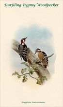 Darjiling Pygmy Woodpecker