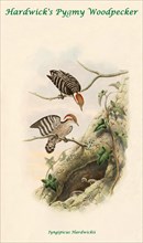 Hardwick's Pygmy Woodpecker