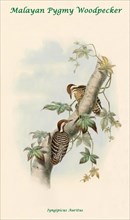 Malayan Pygmy Woodpecker