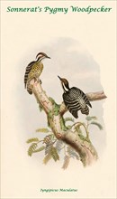 Sonnerat's Pygmy Woodpecker