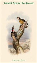 Banded Pygmy Woodpecker