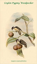 Ceylon Pygmy Woodpecker