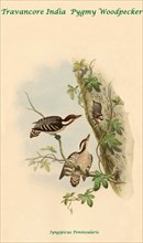 Travancore India Pygmy Woodpecker