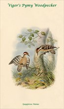Vigor's Pygmy Woodpecker