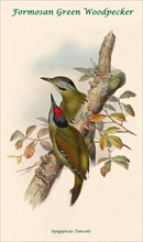 Formosan Green Woodpecker