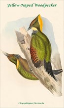 Yellow-Naped Woodpecker