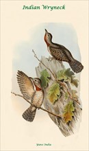Indian Wryneck