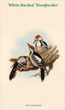 White-Backed Woodpecker
