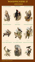 Woodpecker Composite II