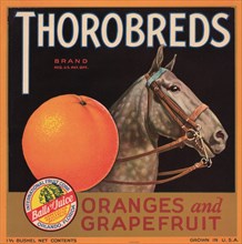 Thorobreds Brand