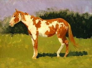 Untitled, Pinto Horse