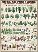 Botany; the classication of plants II