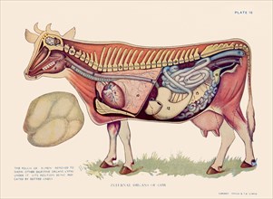 Internal Organs of Cow