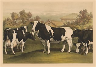 Five Cows